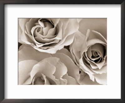 Three White Roses by Robert Cattan Pricing Limited Edition Print image