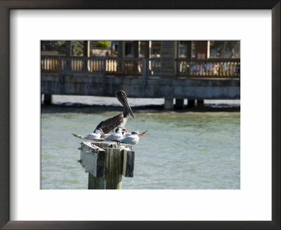 Pelican And Sea Birds On Post, Key West, Florida, Usa by R H Productions Pricing Limited Edition Print image