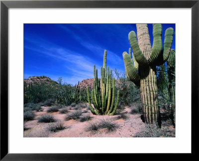 Saguaro Forest, Organ Pipe Cactus National Monument In The Sonoran Desert, Arizona, Usa by Carol Polich Pricing Limited Edition Print image