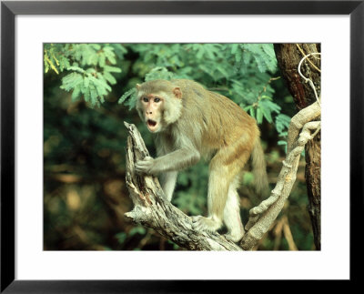 Rhesus Macaque, Aggression, India by Mike Powles Pricing Limited Edition Print image
