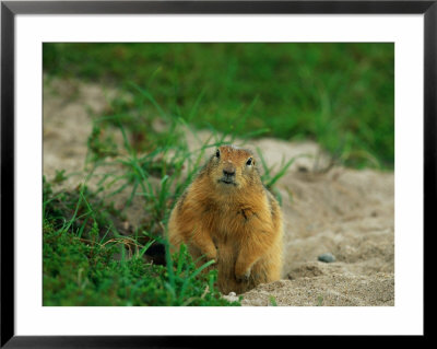 An Arctic Ground Squirrel In Pauses By Its Burrow by Norbert Rosing Pricing Limited Edition Print image