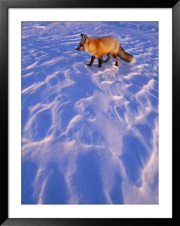 An Arctic Fox In The Snow by Paul Nicklen Pricing Limited Edition Print image