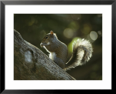 Gray Squirrel Eating A Nut by Klaus Nigge Pricing Limited Edition Print image