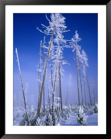 Hoarfrosted Trees, Yellowstone National Park, Wyoming, Usa by Carol Polich Pricing Limited Edition Print image