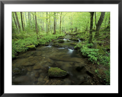 Small Stream In Dense Forest Of Great Smoky Mountains National Park, Tennessee, Usa by Darrell Gulin Pricing Limited Edition Print image