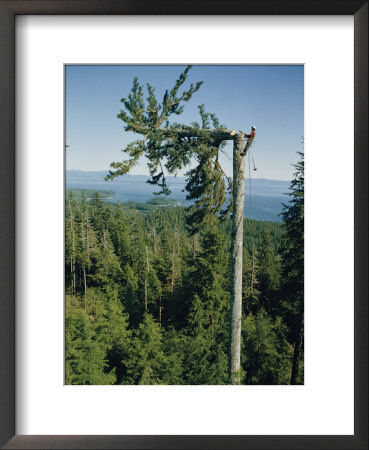 A Lumberman Tops A Sitka Spruce by W. E. Garrett Pricing Limited Edition Print image
