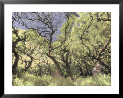 Oak Trees Stretch Gnarled Branches Skyward by Annie Griffiths Belt Pricing Limited Edition Print image