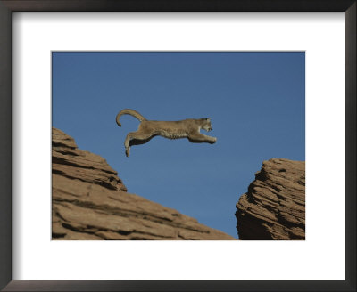 A Mountain Lion Leaps From A Rocky Outcrop To Another by Norbert Rosing Pricing Limited Edition Print image