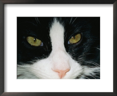 Close View Of A Black And White Tabby Cat by Brian Gordon Green Pricing Limited Edition Print image