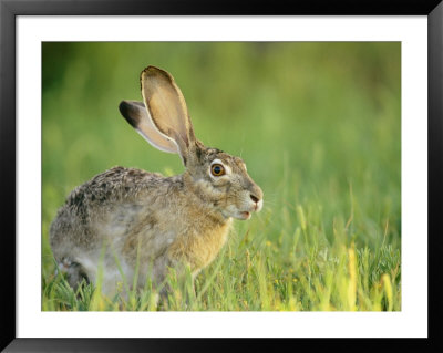 Close View Of A Black-Tailed Jackrabbit by Joel Sartore Pricing Limited Edition Print image