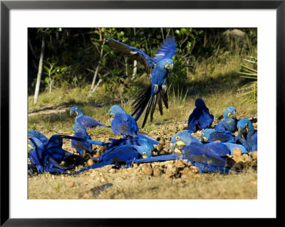 Hyacinth Macaws, Flock Of Parrots Eating Brazil Nuts, Brazil by Roy Toft Pricing Limited Edition Print image