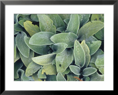 Waxy Coating Of Hairs Helps To Prevent Moisture Loss From Leaves, Australia by Jason Edwards Pricing Limited Edition Print image