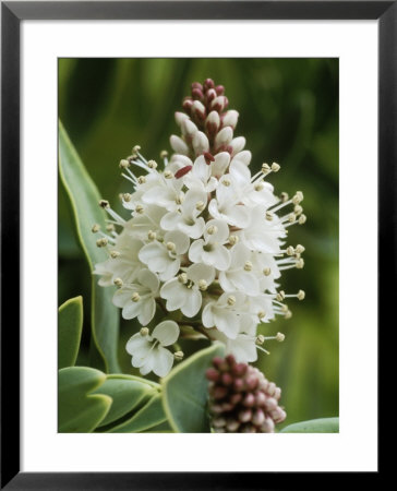 Hebe Albicans, Close-Up Of White Flower by Chris Burrows Pricing Limited Edition Print image