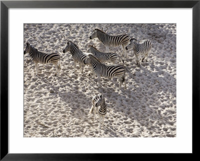 Burchells Zebra, Group From Above, Botswana by Mike Powles Pricing Limited Edition Print image
