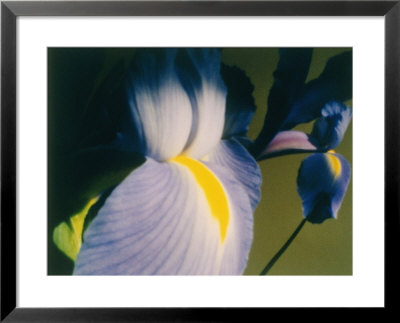 A Close-Up Of An Iris by Sisse Brimberg Pricing Limited Edition Print image
