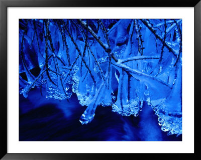 Icicles On Branches, Ireland by Gareth Mccormack Pricing Limited Edition Print image