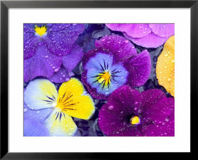 Pansy Flowers Floating In Bird Bath With Dew Drops, Sammamish, Washington, Usa by Darrell Gulin Pricing Limited Edition Print image