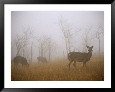 A Group Of White-Tailed Deer Does Eating In Morning Fog by Raymond Gehman Pricing Limited Edition Print image