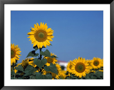 Sunflowers, Andalusia, Spain by Mark Dyball Pricing Limited Edition Print image