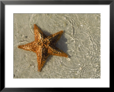Starfish On The Beach by Alan Veldenzer Pricing Limited Edition Print image