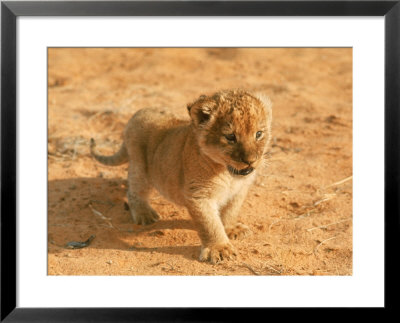 Lion Cub In Africa by John Dominis Pricing Limited Edition Print image