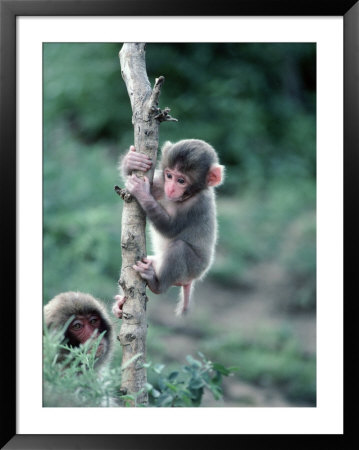 Snow Monkeys by John Dominis Pricing Limited Edition Print image