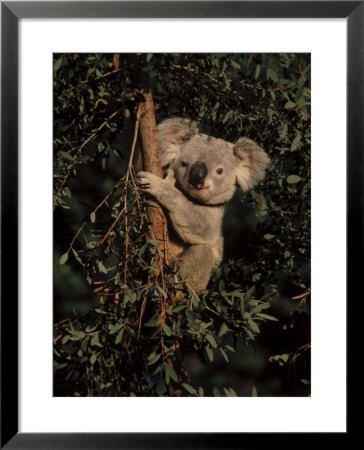 Adolescent Northern Koala Bear by Harry Walter Pricing Limited Edition Print image