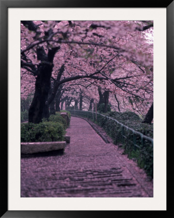Garden Walkway, Trees In Blossom, Tokyo, Japan by Lonnie Duka Pricing Limited Edition Print image