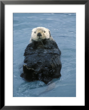 Closeup Of A Sea Otter, Alaska by Rich Reid Pricing Limited Edition Print image