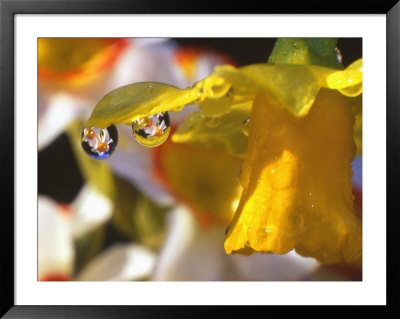 Close-Up Of Dewdrops Clinging To Petal Of Daffodil Flower In Springtime, Multnomah County, Oregon by Steve Terrill Pricing Limited Edition Print image