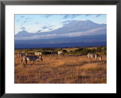 Zebras And Mt. Kilimanjaro, Amboseli National Park, Kenya by Michele Burgess Pricing Limited Edition Print image