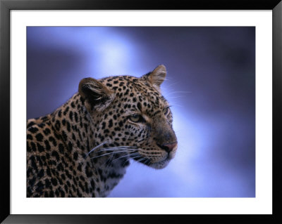 Leopard (Panthera Pardus), Masai Mara National Reserve, Kenya by Ariadne Van Zandbergen Pricing Limited Edition Print image