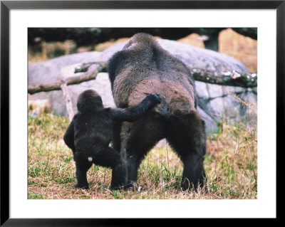 Lowland Gorilla With Baby, Gorilla Gorilla by Mark Newman Pricing Limited Edition Print image