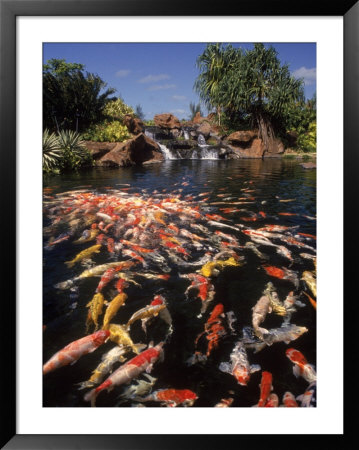 Koi Pond At Hyatt Regency, Kauai, Hi by Michele Burgess Pricing Limited Edition Print image