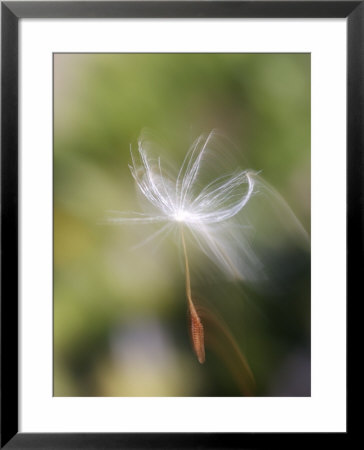 Close-Up Of Dandelion Seed Blowing In The Wind, San Diego, California, Usa by Christopher Talbot Frank Pricing Limited Edition Print image