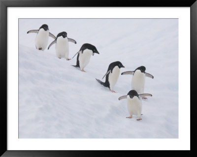 Group Of Adelie Penguins At Steep Face Of An Iceberg, Antarctic Peninsula by Hugh Rose Pricing Limited Edition Print image