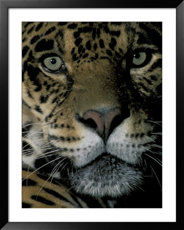 Jaguar, Madre De Dios, Peru by Andres Morya Pricing Limited Edition Print image