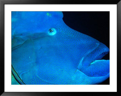 Napoleon Wrasse, Kani Corner, Maldives by Casey Mahaney Pricing Limited Edition Print image