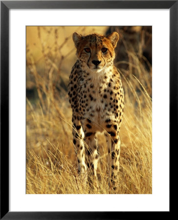 Head-On View Of A Cheetah On The Golden Savanna by Beverly Joubert Pricing Limited Edition Print image