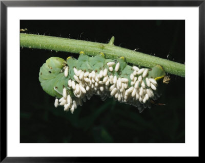 A Tobacco Hornworm Caterpillar With Parasite Cocoons All Over Its Back by Brian Gordon Green Pricing Limited Edition Print image