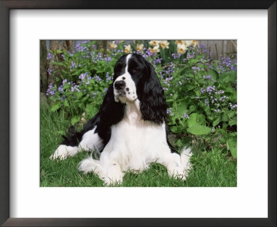 English Springer Spaniel, Illinois, Usa by Lynn M. Stone Pricing Limited Edition Print image