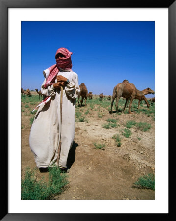 Young Man Herding Camels, Iraq by Jane Sweeney Pricing Limited Edition Print image