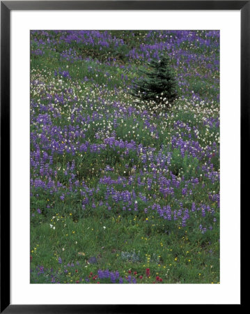 Lupine Meadow, Mt. Rainier National Park, Washington, Usa by Jamie & Judy Wild Pricing Limited Edition Print image