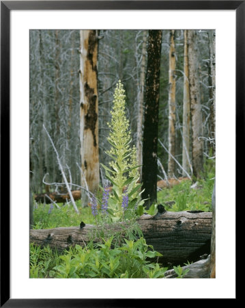 Growth Returns After 1988 Forest Fire In Yellowstone National Park by Norbert Rosing Pricing Limited Edition Print image