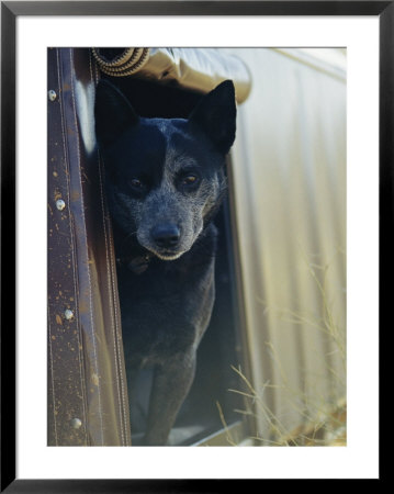 A Blue Heeler Cattle Dog Peers Out Of The Window Of A Truck by Jason Edwards Pricing Limited Edition Print image