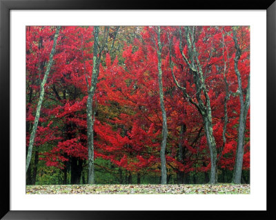 Autumn In West Virginia by Robert Finken Pricing Limited Edition Print image