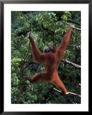 Sumatran Orangutan, Pongo Pygmaeus, Indonesia by Robert Franz Pricing Limited Edition Print image