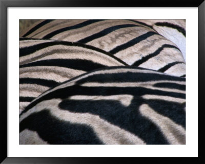 Detail Of Burchell's Zebra Stripes, Kruger National Park, Mpumalanga, South Africa by Carol Polich Pricing Limited Edition Print image