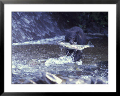 Black Bear Holds Chum Salmon, Near Ketchikan, Alaska, Usa by Howie Garber Pricing Limited Edition Print image