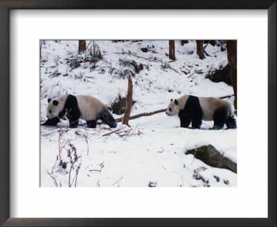 A Pair Of Pandas(Ailuropoda Melanoleuca) In Snow, Wolong Ziran Baohuqu, Sichuan, China by Keren Su Pricing Limited Edition Print image